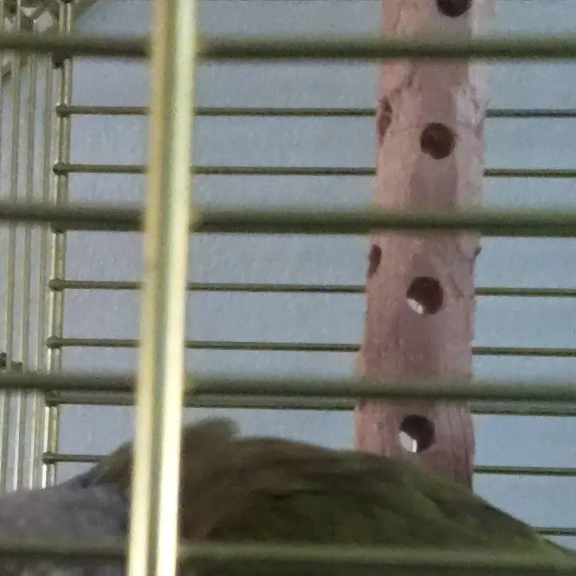 chat with ai character: Parrot