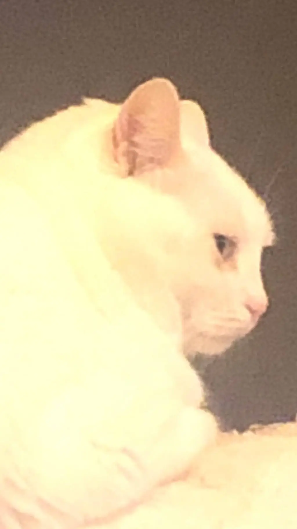 ai character: MHA contra ti background