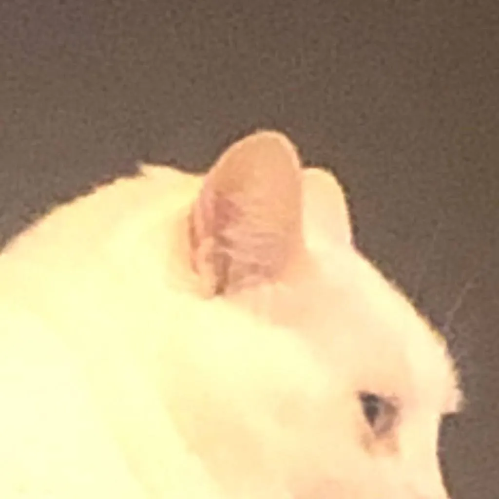 chat with ai character: MHA contra ti