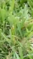 ai character: GRASS 4 YOU background