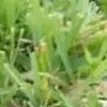 chat with ai character: GRASS 4 YOU
