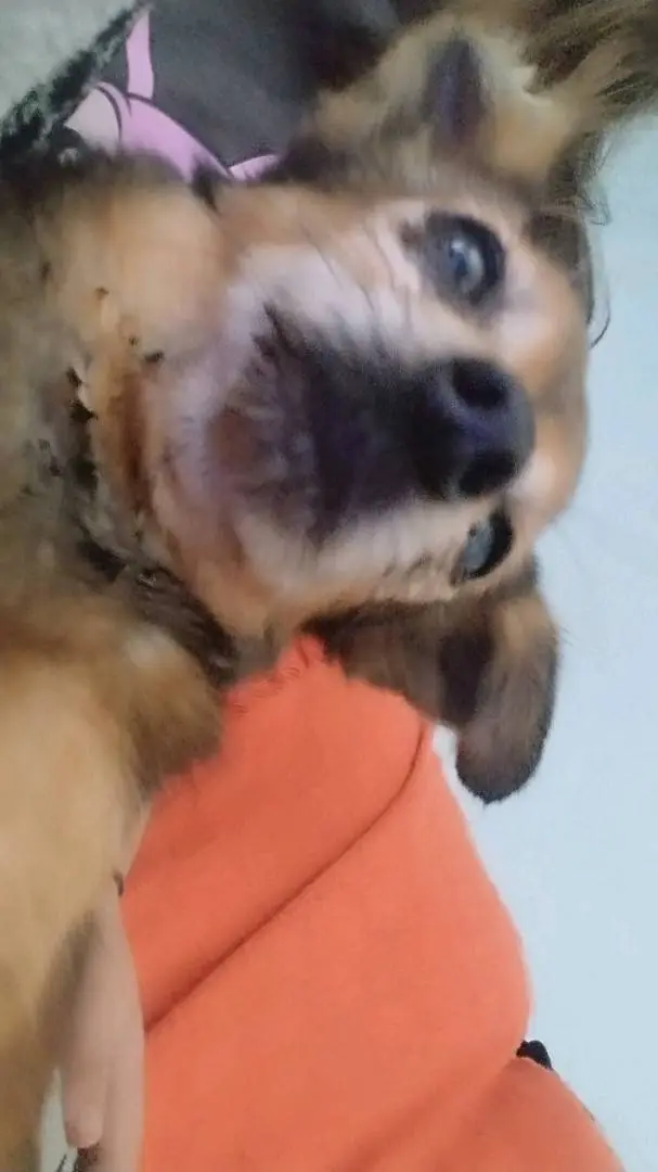 ai character: Tu mascota 🐾 background