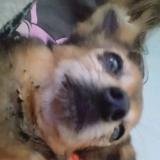 chat with ai character: Tu mascota 🐾