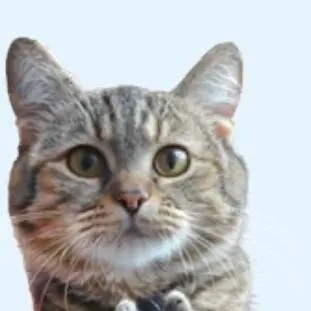 chat with ai character: cat job