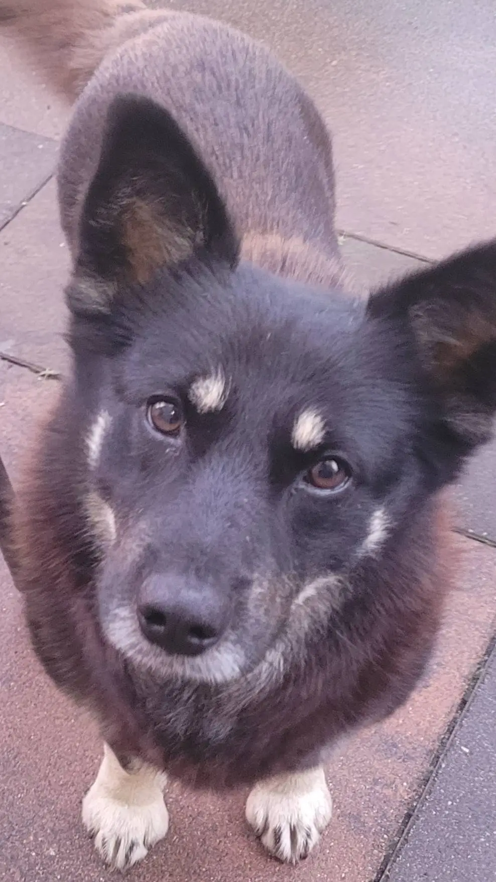 ai character: twój pies dżeki background