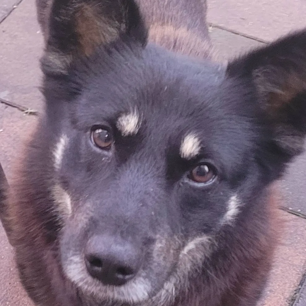 chat with ai character: twój pies dżeki