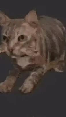 ai character: catnap  background