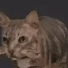 chat with ai character: catnap 