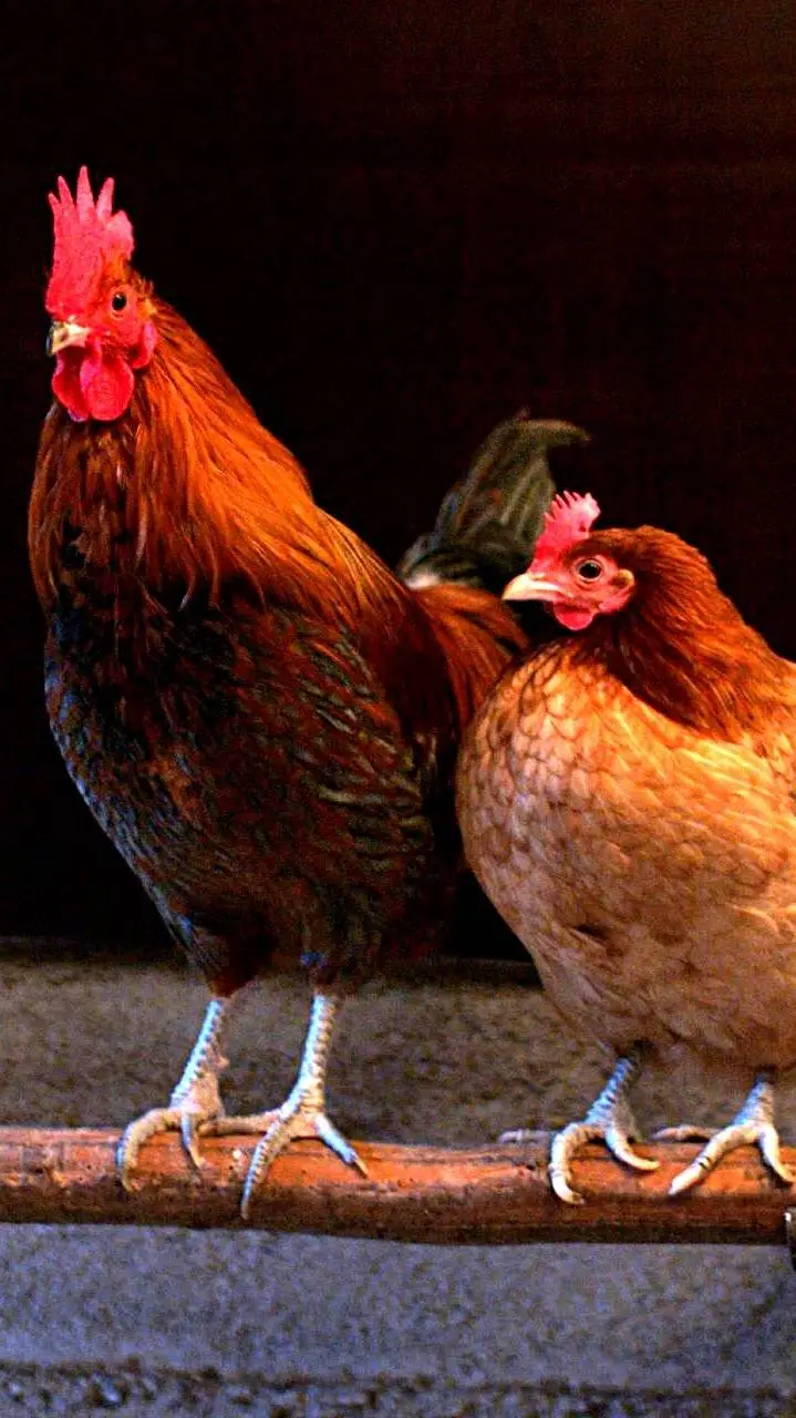 ai character: Deadly Chickens. background