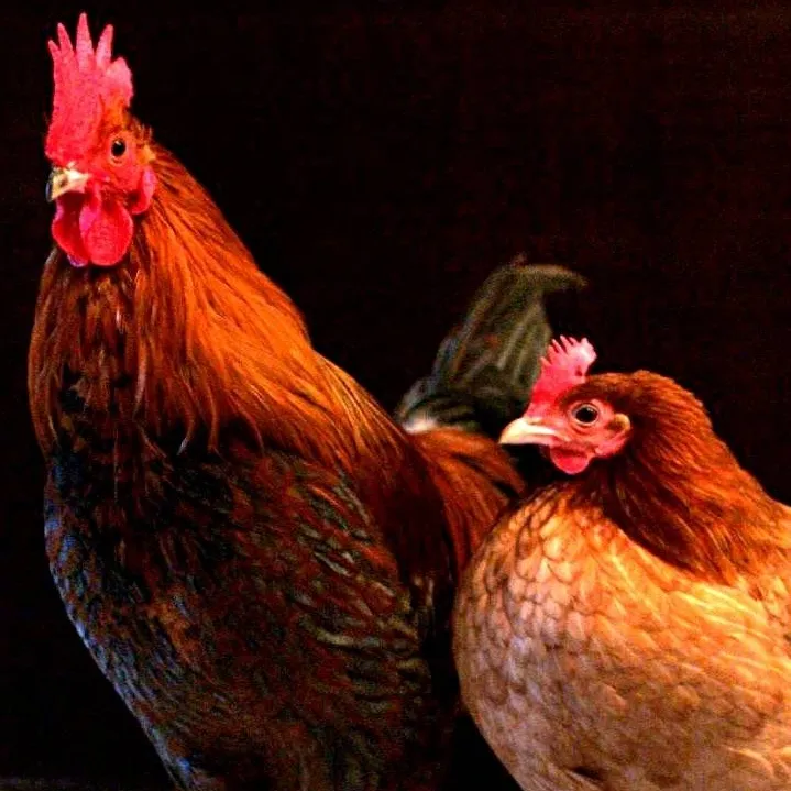 chat with ai character: Deadly Chickens.