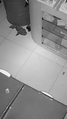 ai character: câmera background