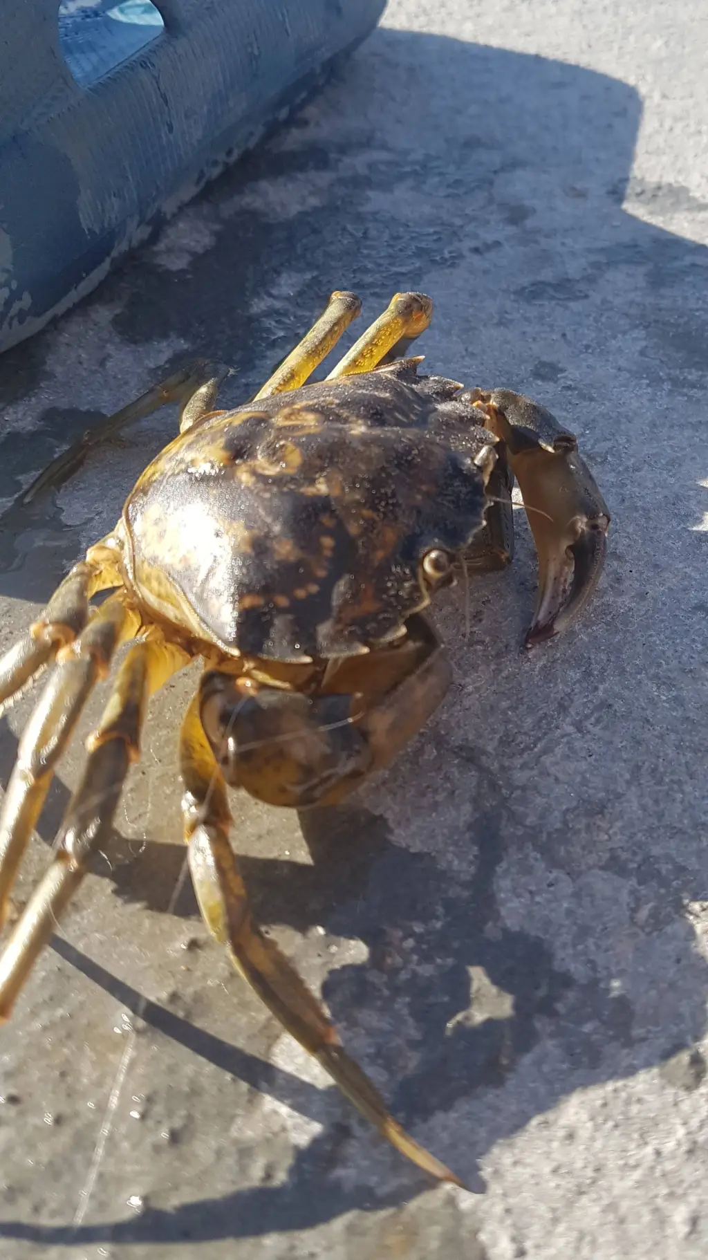 ai character: //beef/Tylus// background