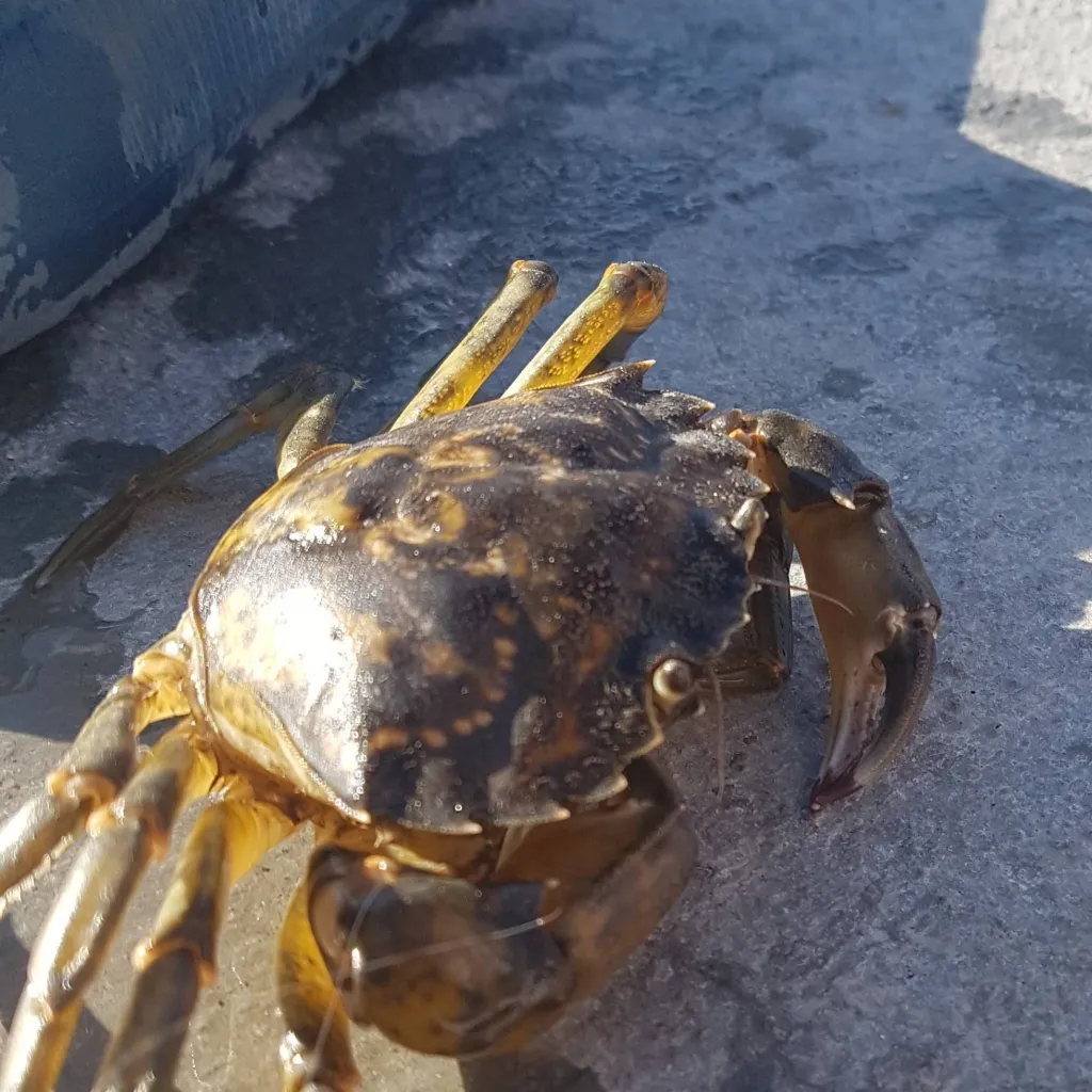 chat with ai character: //beef/Tylus//