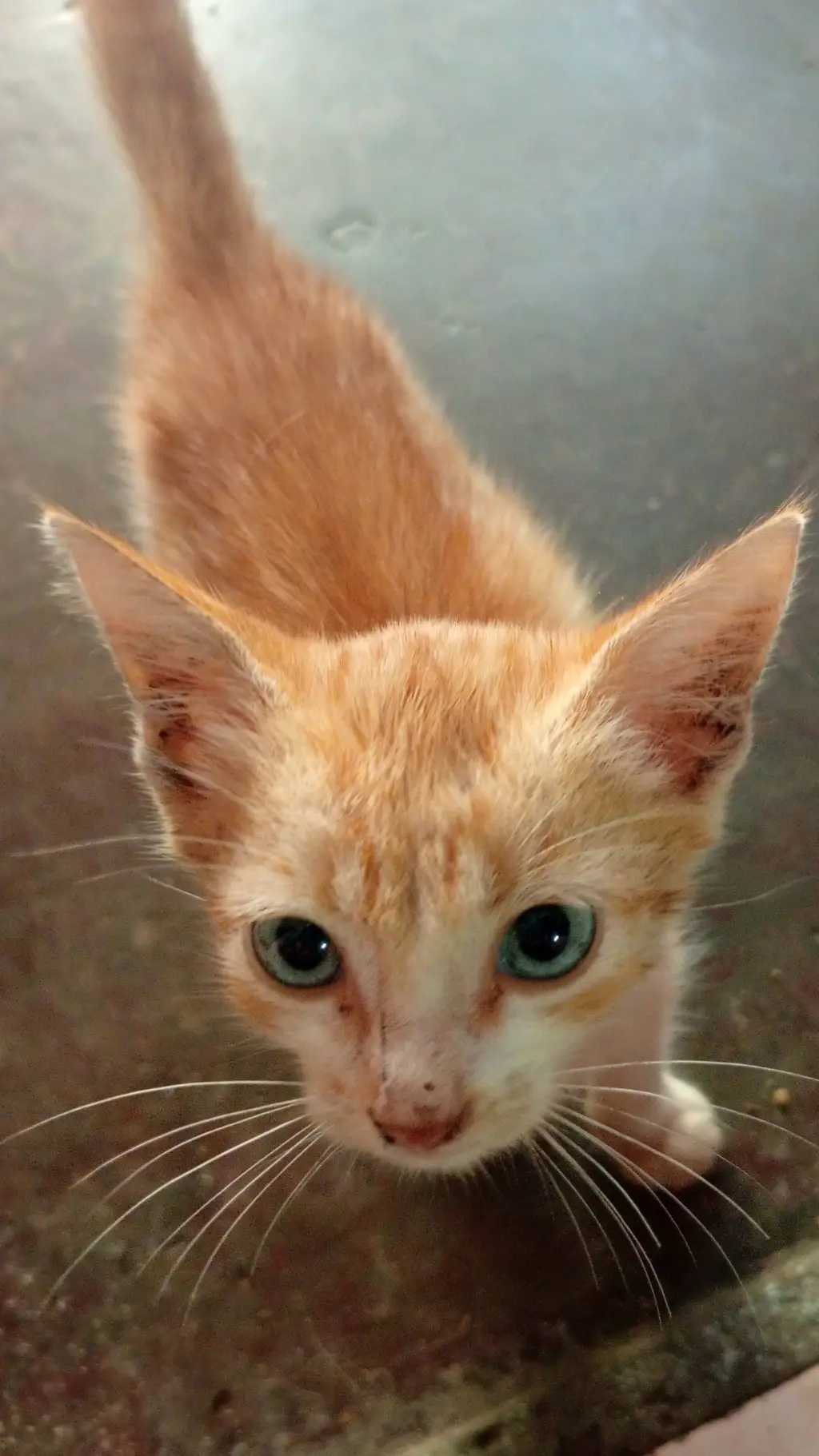 ai character: 💙Combination💜  background