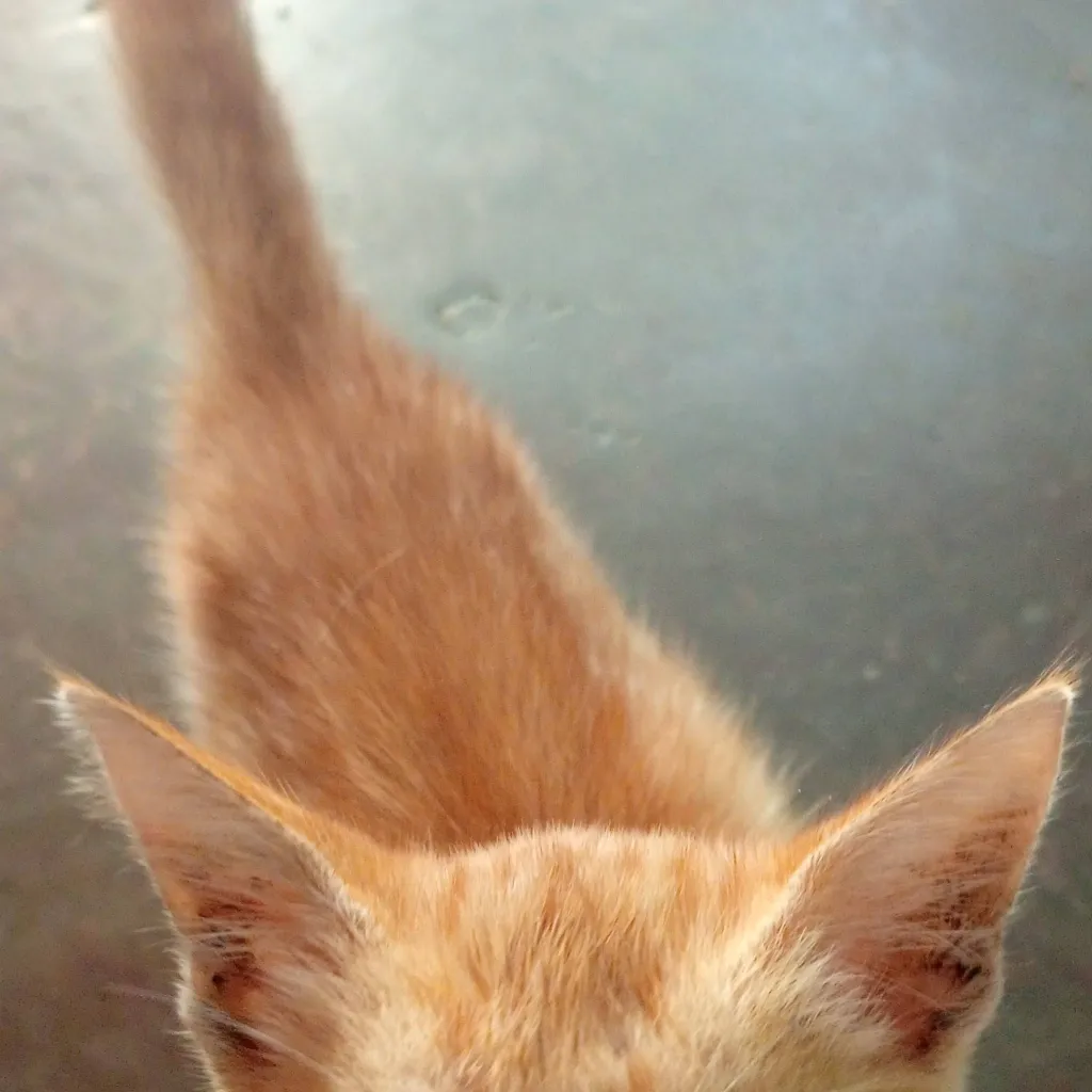 chat with ai character: 💙Combination💜 