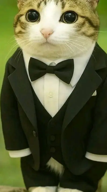 ai character: котосова background