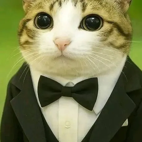 chat with ai character: котосова