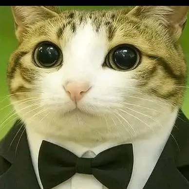 chat with ai character: котосова