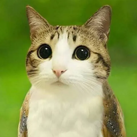 chat with ai character: котосова 