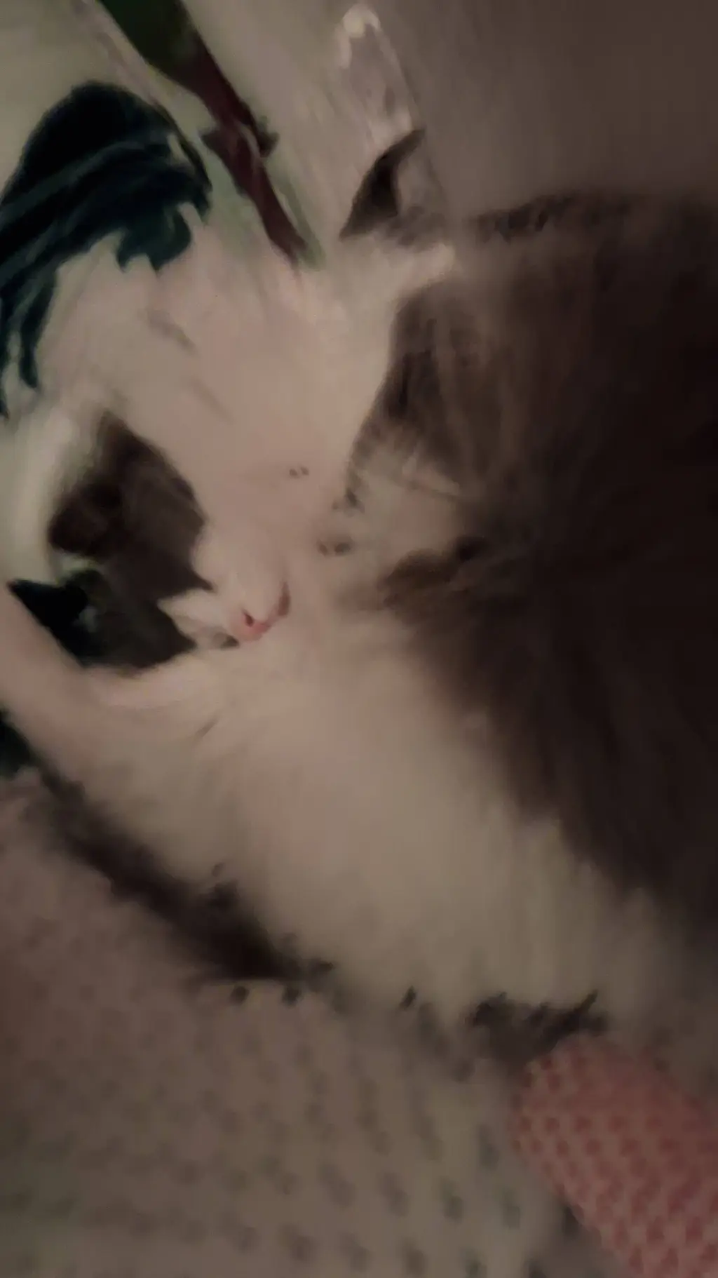 ai character: st sleepover  background