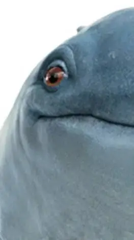 ai character: ✨️meet creech✨️ background