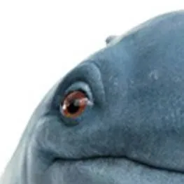 chat with ai character: ✨️meet creech✨️