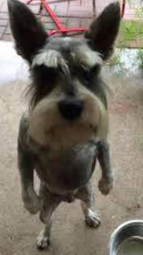 ai character: ☆~Cos~☆ background