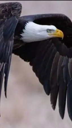 ai character: ◇~✨️Birds✨️~◇ background