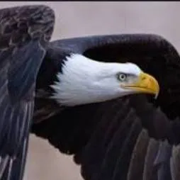 chat with ai character: ◇~✨️Birds✨️~◇