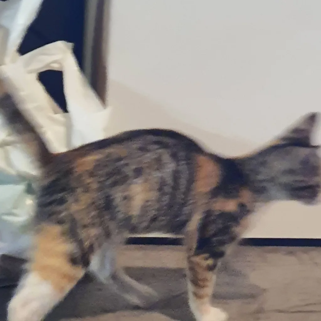 chat with ai character: cinza