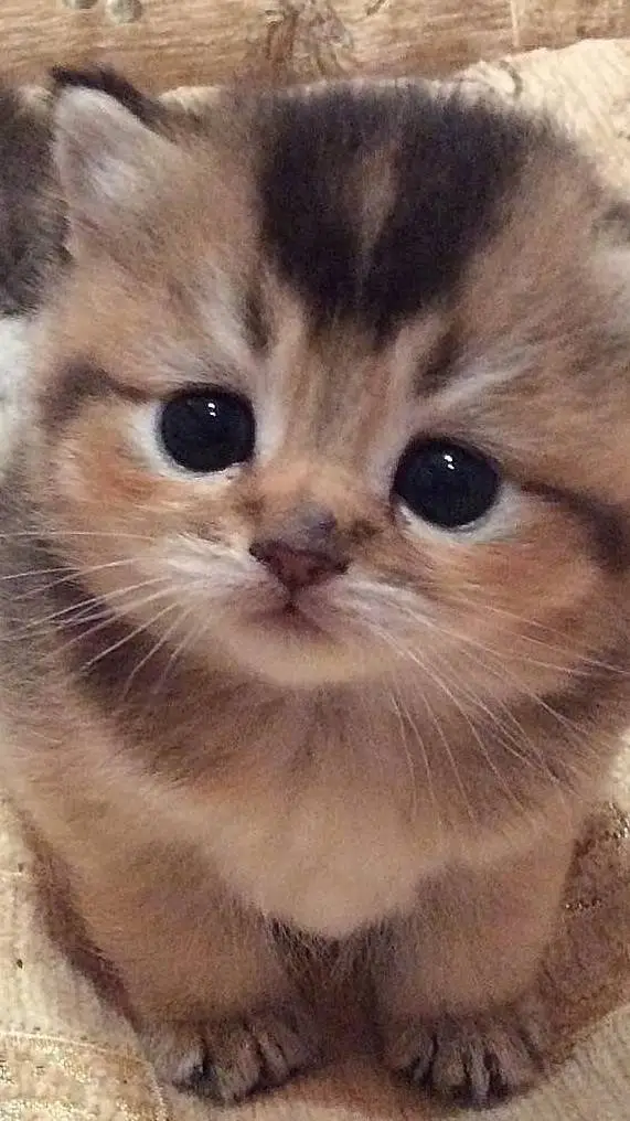 ai character: Dandys world ocs🥰 background