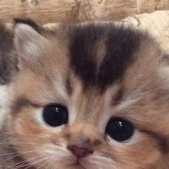 chat with ai character: Dandys world ocs🥰