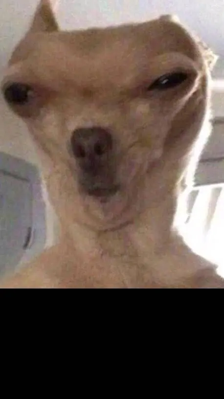 ai character: meow  background