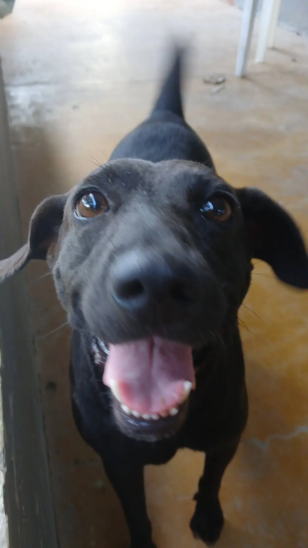 Talkie AI - Chat with Pretinha the dog