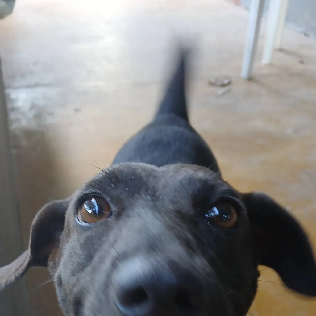 chat with ai character: Pretinha the dog