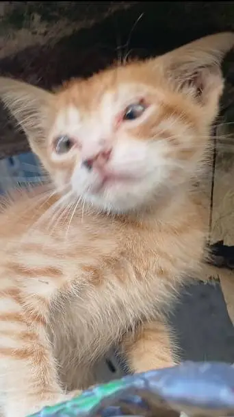 ai character: frajola gatinho 🐱  background