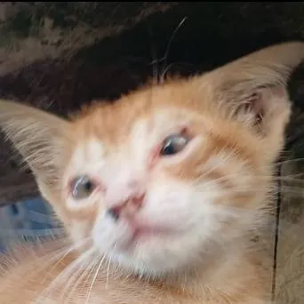 chat with ai character: frajola gatinho 🐱 