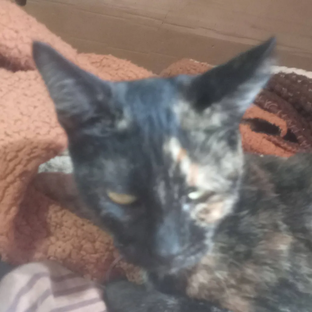 chat with ai character: tú gata embarazad