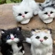 chat with ai character: gatitas bebés 