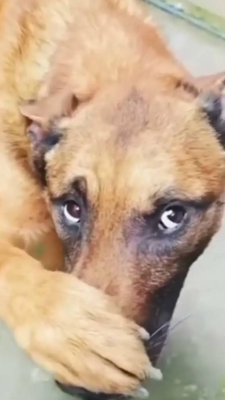 ai character: kaiju universe  background