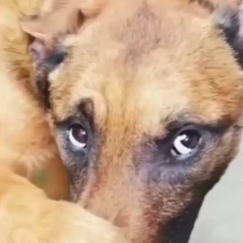 chat with ai character: kaiju universe 