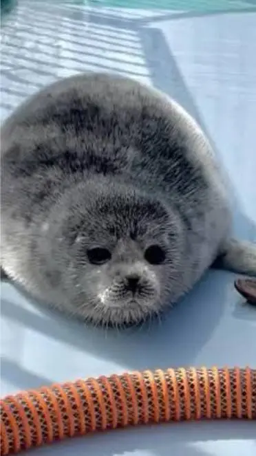 ai character: Tsuki the Seal background