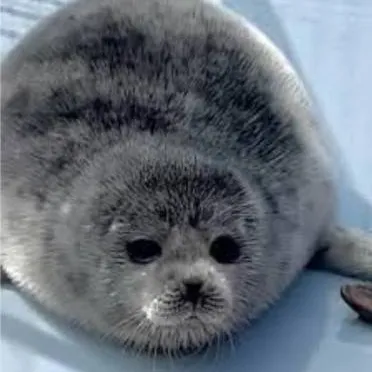 chat with ai character: Tsuki the Seal