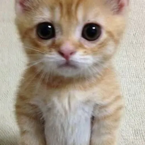 chat with ai character: Simba 🐈😺