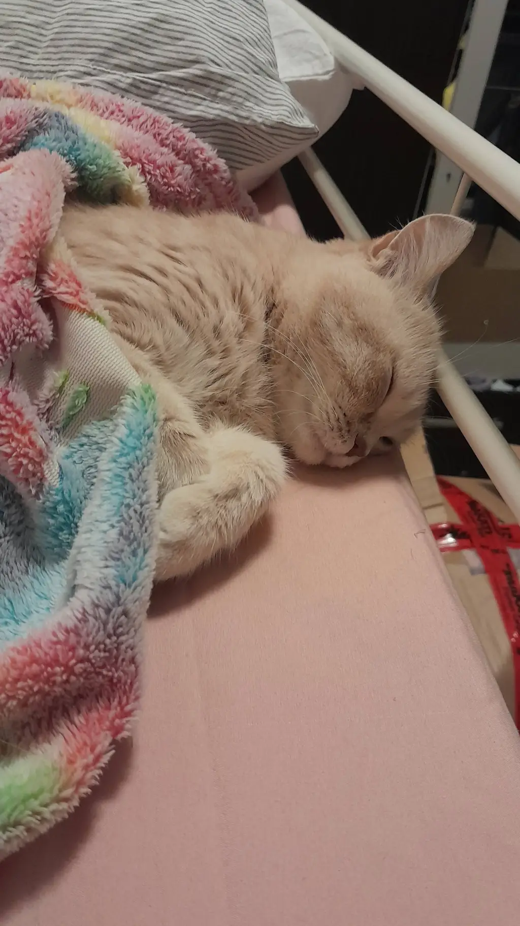 ai character: ur a cat background