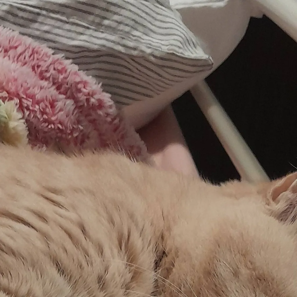 chat with ai character: ur a cat