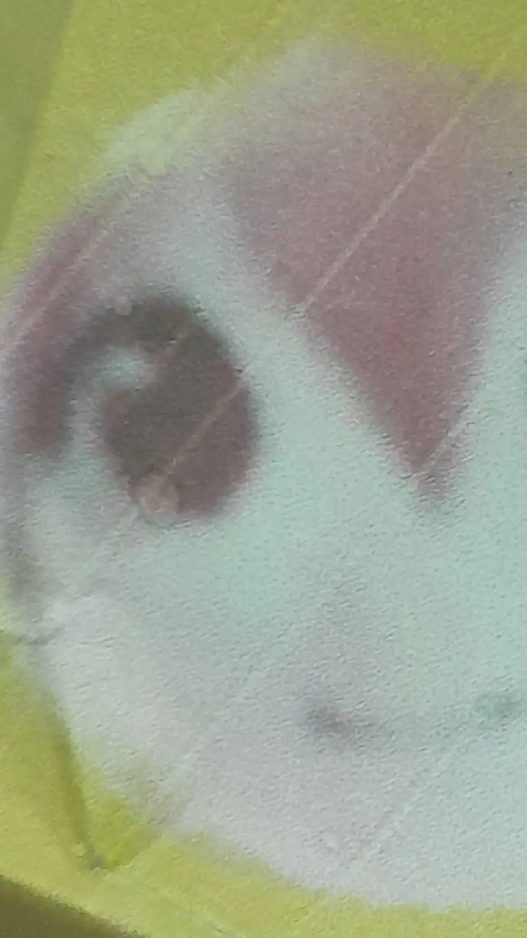 ai character: yumi can't cook background