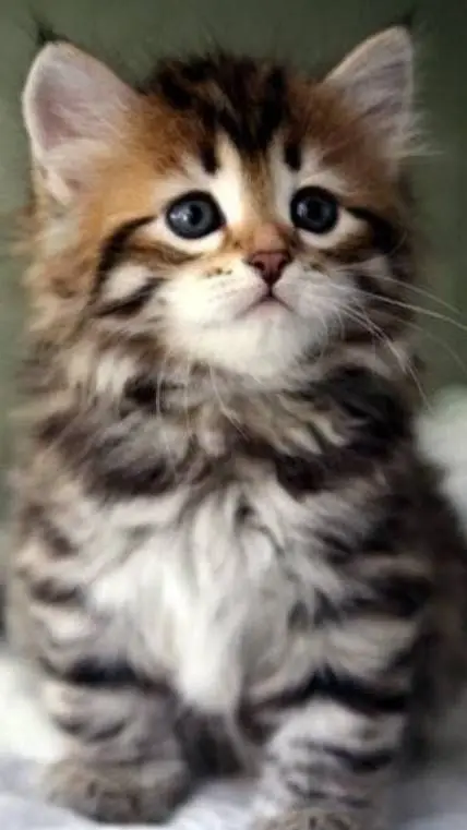 ai character: Kitty background