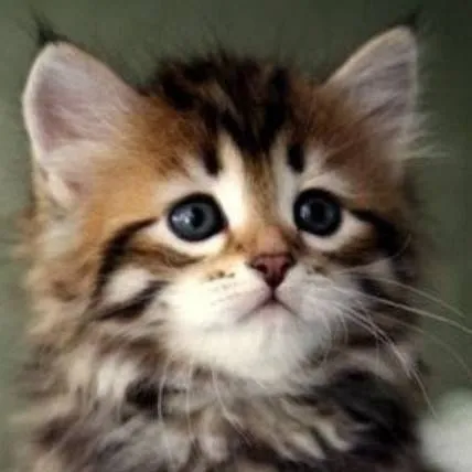 chat with ai character: Kitty