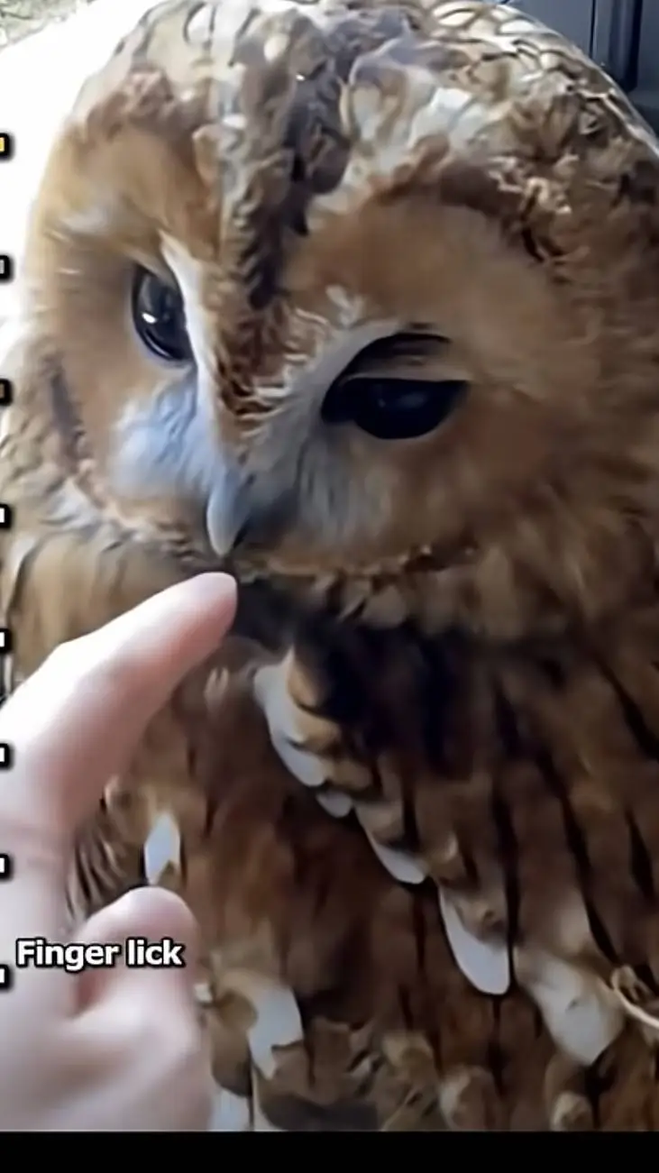 ai character: owl background